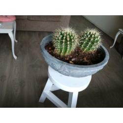2 cactussen in buitenpot.