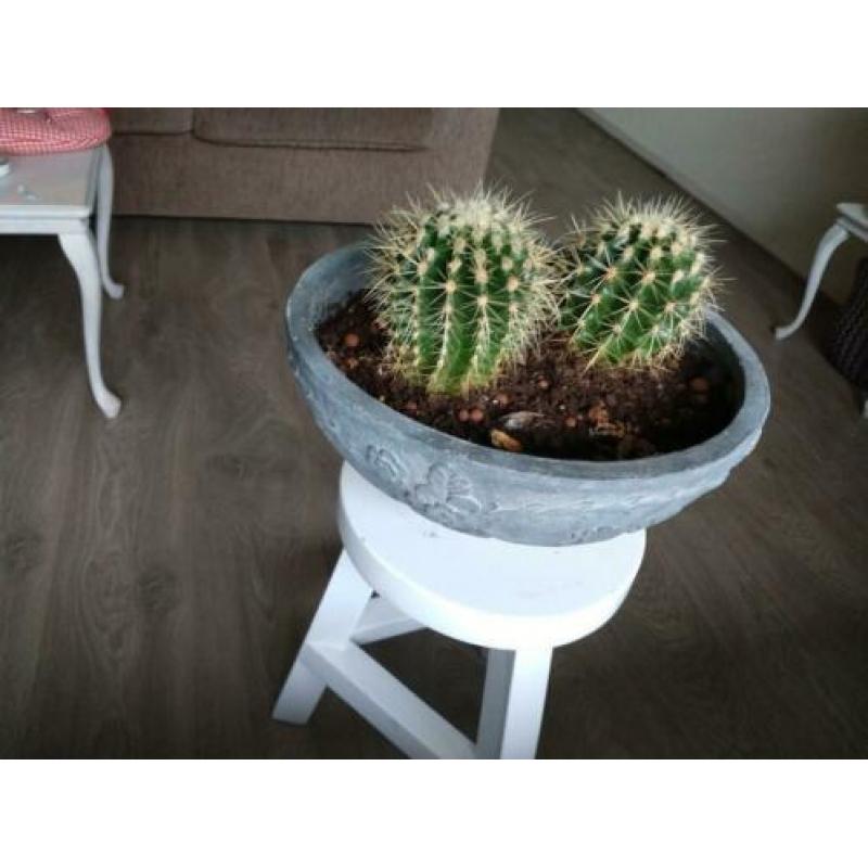 2 cactussen in buitenpot.