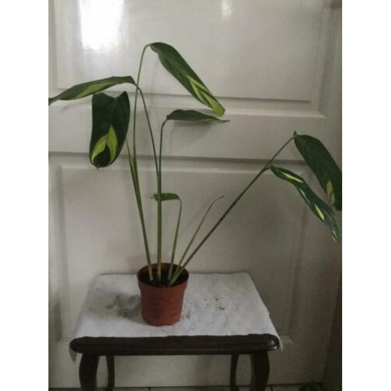 Calathea golden Mosaic