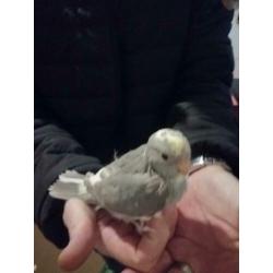 3 jonge kakarikis 01/2020