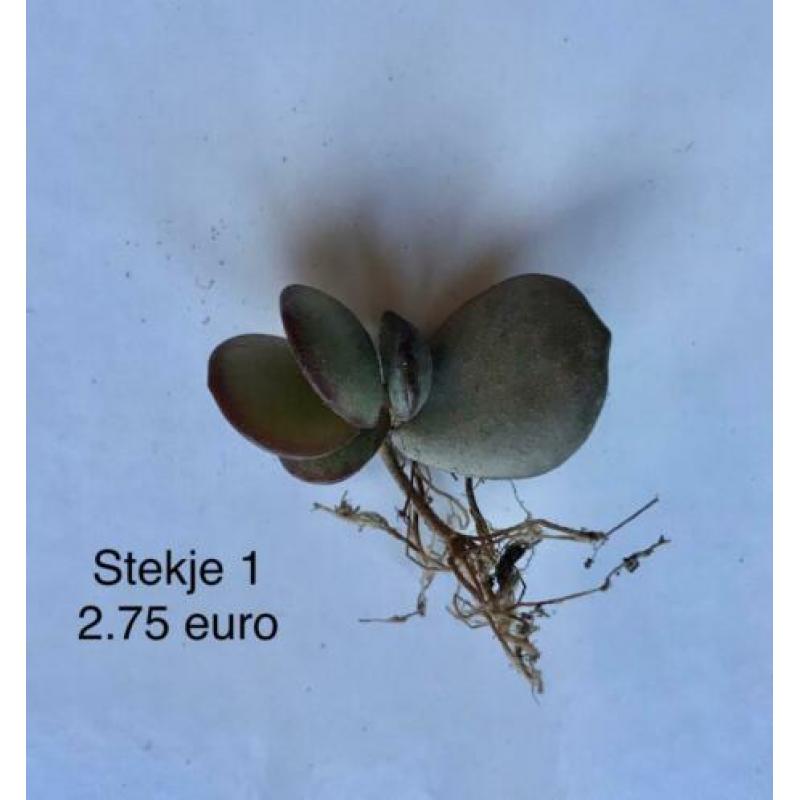 Stek, geworteld stekje, Adromischus Subdistichus, Kamerplant