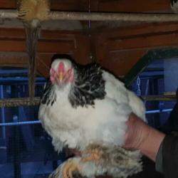 brahma kippen lees beschrijving !!