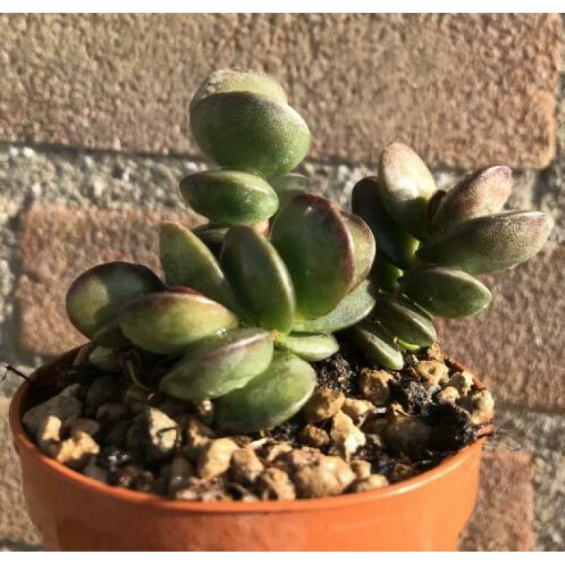Stek, geworteld stekje, Adromischus Subdistichus, Kamerplant
