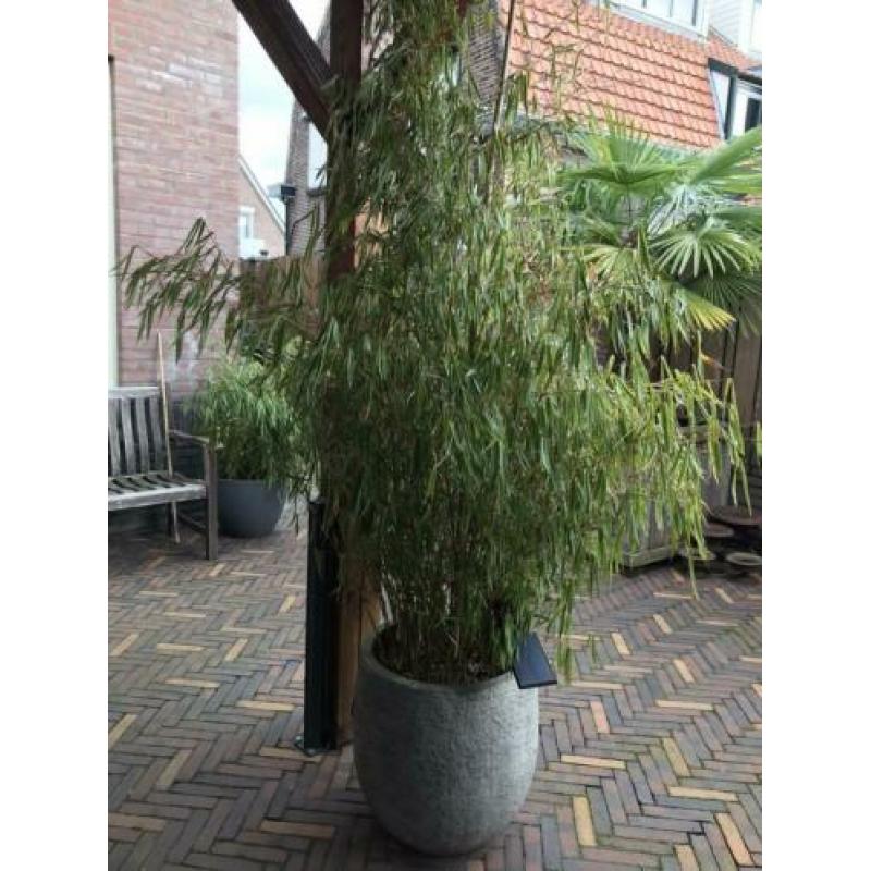 Twee grote grijze potten met bamboe.