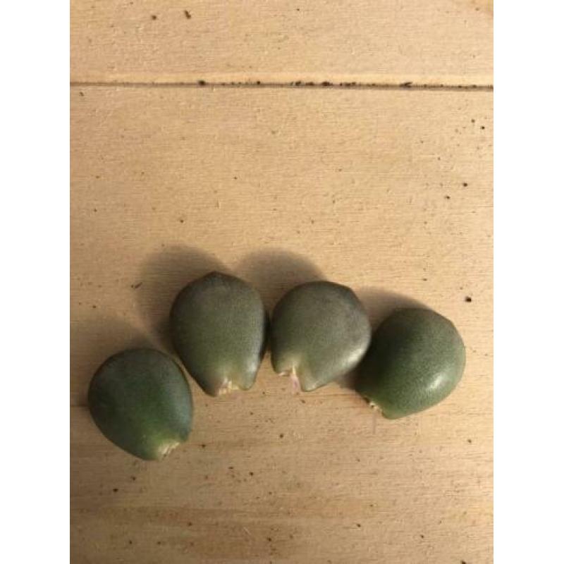 Stek, geworteld stekje, Adromischus Subdistichus, Kamerplant