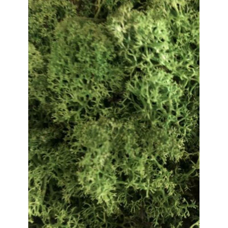 Mosschilderij 21x30cm