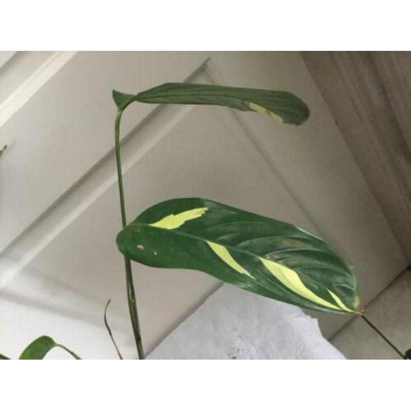 Calathea golden Mosaic