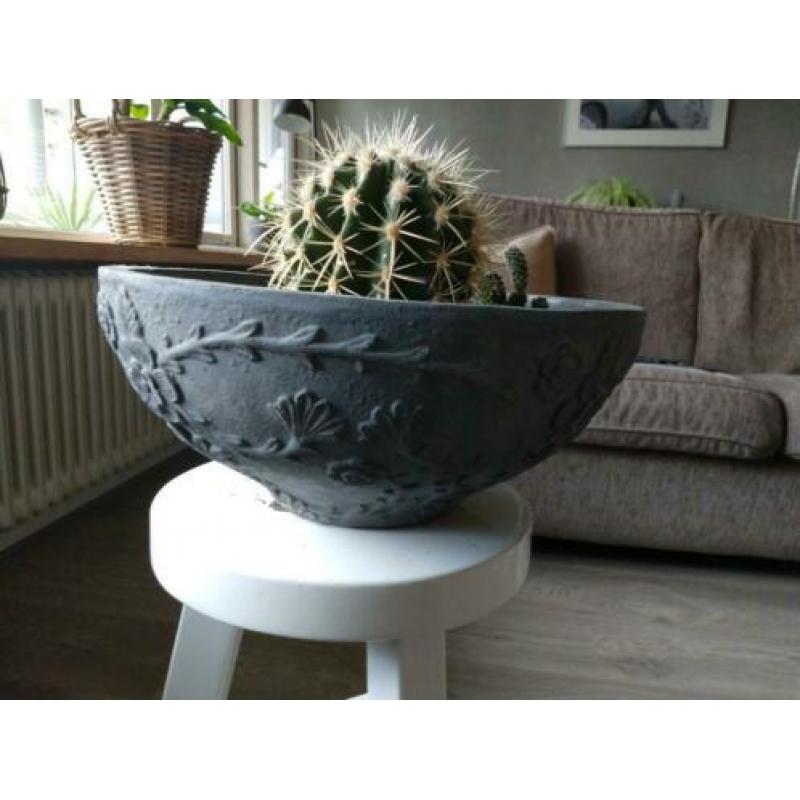 2 cactussen in buitenpot.