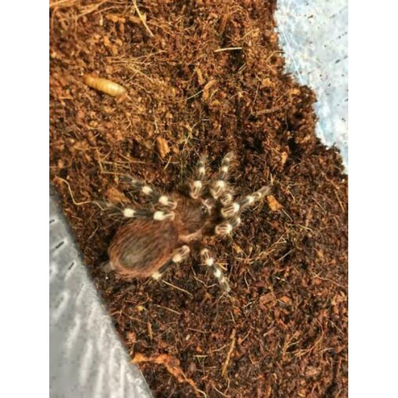 Acanthoscurria Geniculata Braziliaanse Witknie Vogelspin Med