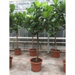 Ficus Lyrata - Vioolplant 490-500cm art39856
