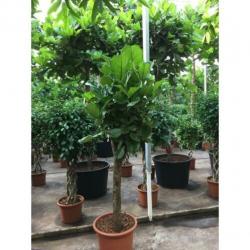 Ficus Lyrata - Vioolplant 490-500cm art39856