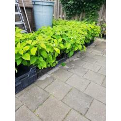 Flinke limelight pluimhortensias en strong annabelle horten