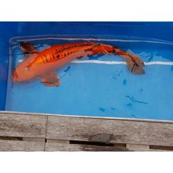 Koi's te koop wegens beëindigen hobby