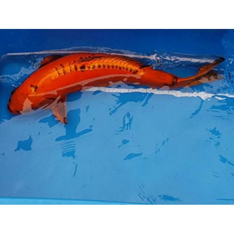 Koi's te koop wegens beëindigen hobby