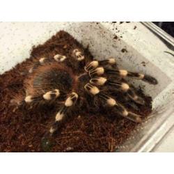Acanthoscurria Geniculata Braziliaanse Witknie Vogelspin Med