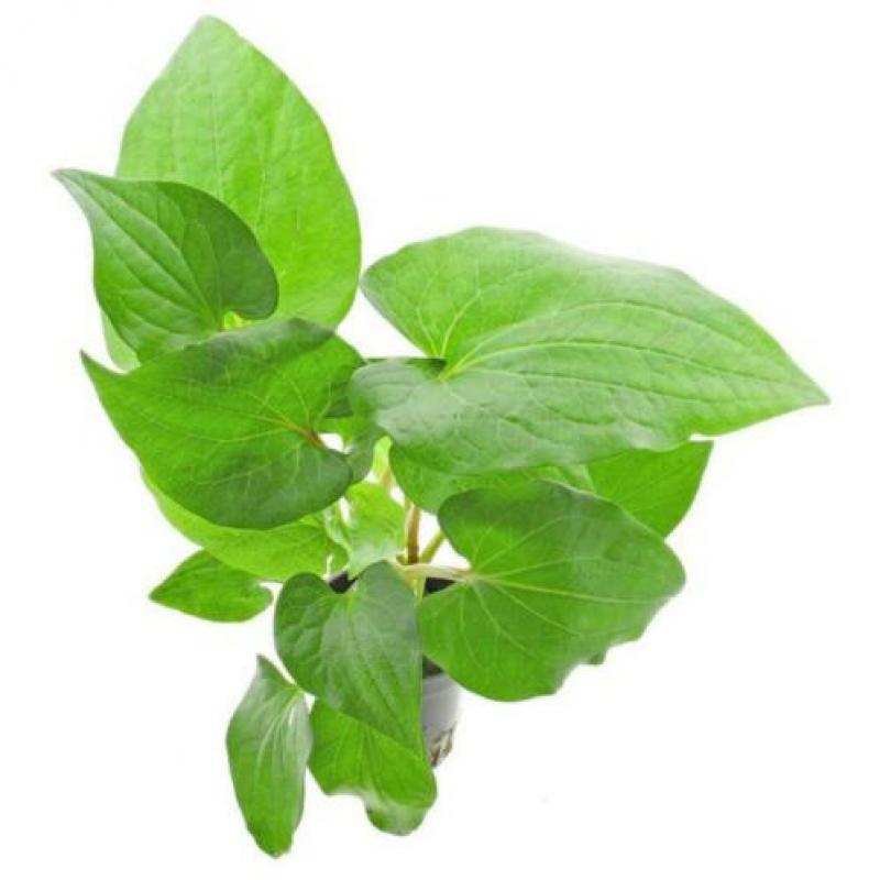 Hobbyaquarium 21feb start verkoop gehele assortiment planten
