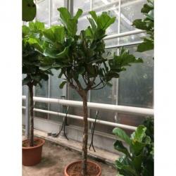 Ficus Lyrata - Vioolplant 490-500cm art39856