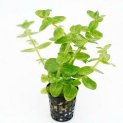 Hobbyaquarium 21feb start verkoop gehele assortiment planten