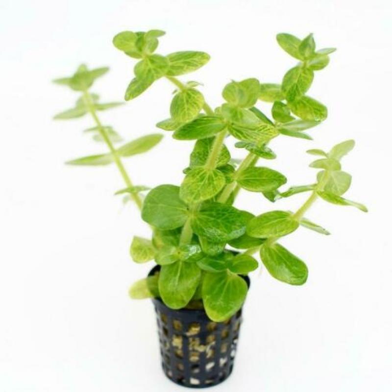 Hobbyaquarium 21feb start verkoop gehele assortiment planten
