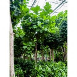 Ficus Lyrata - Vioolplant 490-500cm art39856