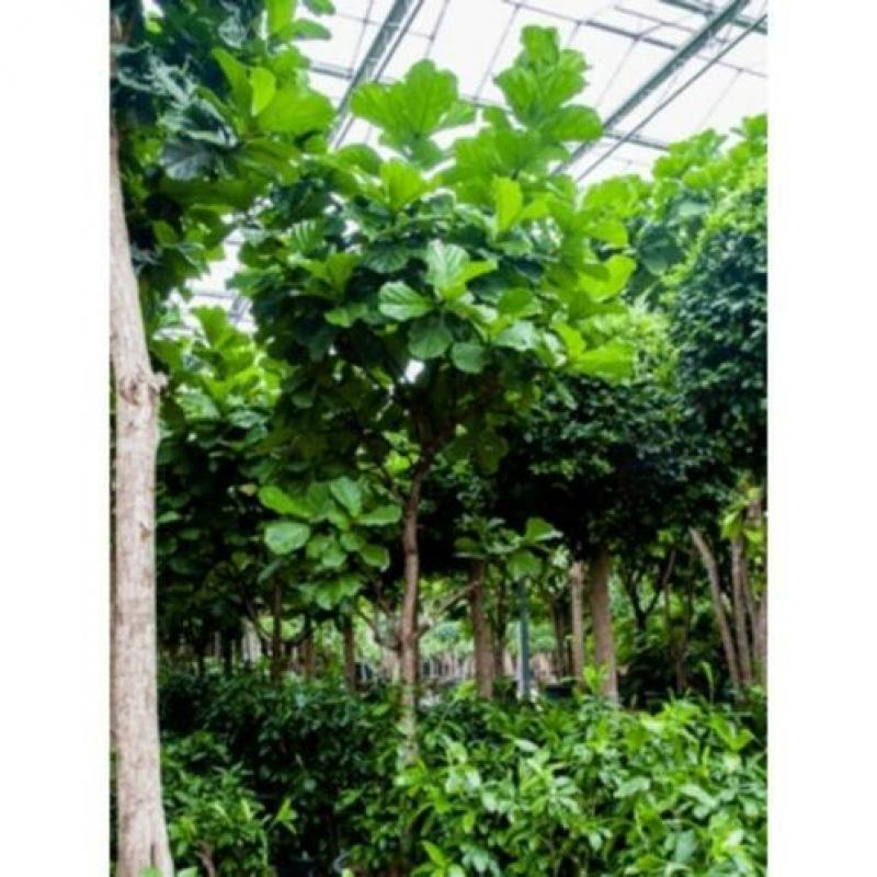 Ficus Lyrata - Vioolplant 490-500cm art39856