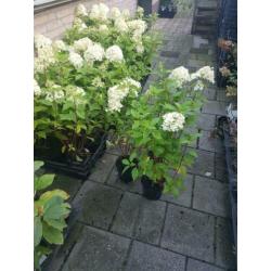 Flinke limelight pluimhortensias en strong annabelle horten