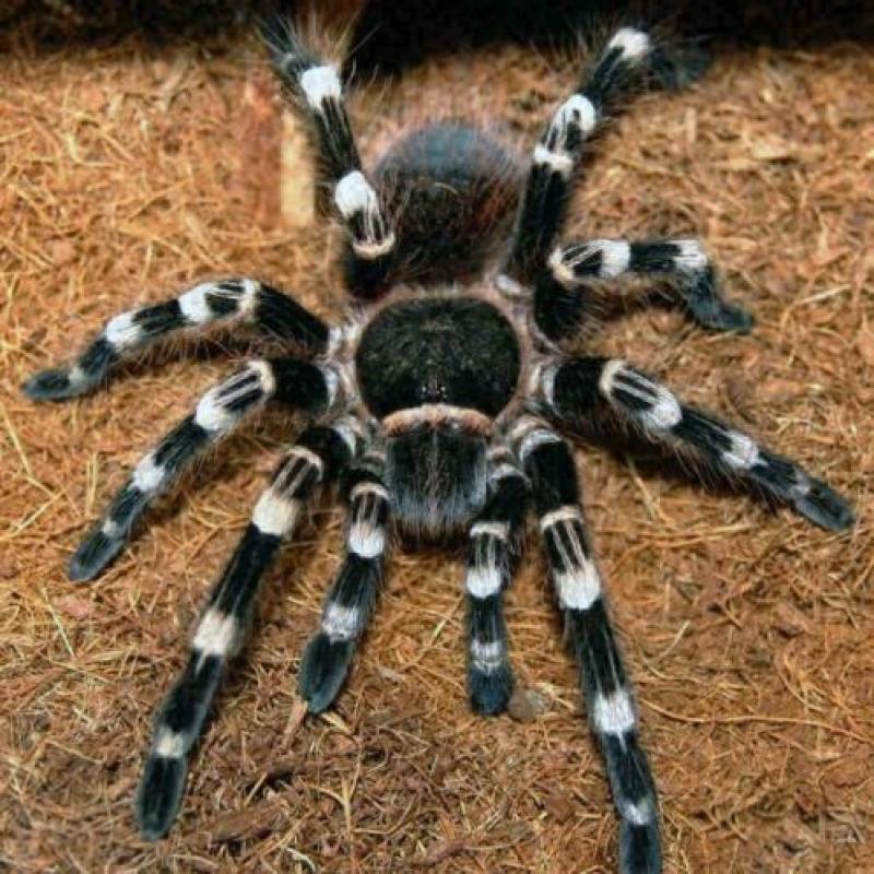 Acanthoscurria Geniculata Braziliaanse Witknie Vogelspin Med
