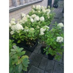 Flinke limelight pluimhortensias en strong annabelle horten