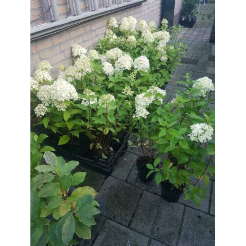 Flinke limelight pluimhortensias en strong annabelle horten
