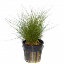 Hobbyaquarium 21feb start verkoop gehele assortiment planten