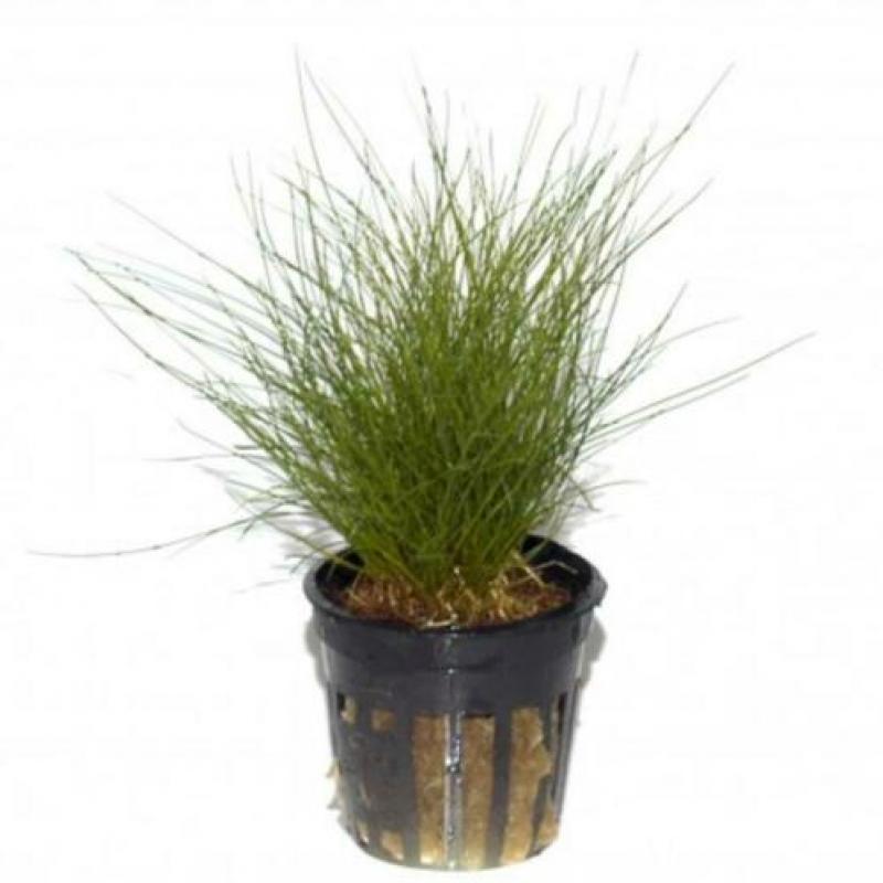 Hobbyaquarium 21feb start verkoop gehele assortiment planten