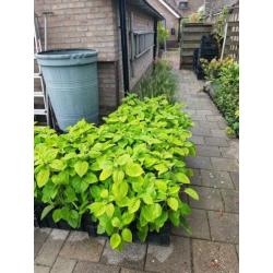 Flinke limelight pluimhortensias en strong annabelle horten