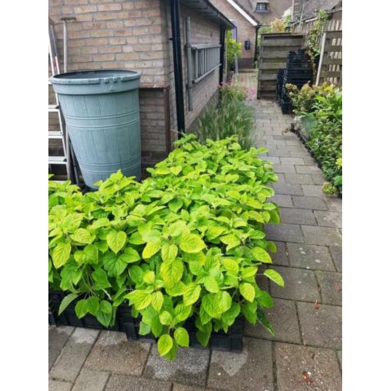 Flinke limelight pluimhortensias en strong annabelle horten