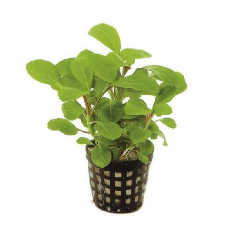 Hobbyaquarium 21feb start verkoop gehele assortiment planten