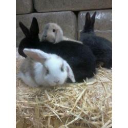 Jonge lieve konijntjes hangoor, dwerg, blauwe wener