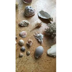 Verzameling mineralen, fossielen, edelstenen, schelpen,geode