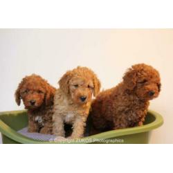 poedel pups