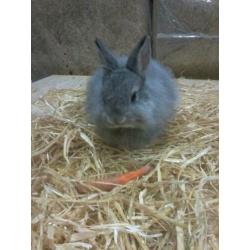 Jonge lieve konijntjes hangoor, dwerg, blauwe wener