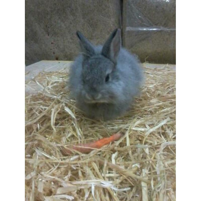Jonge lieve konijntjes hangoor, dwerg, blauwe wener