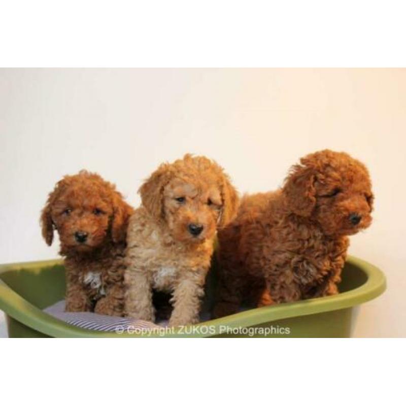 poedel pups