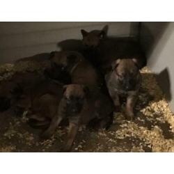 Mechelse herder pups