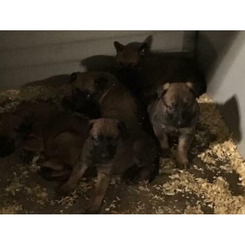 Mechelse herder pups