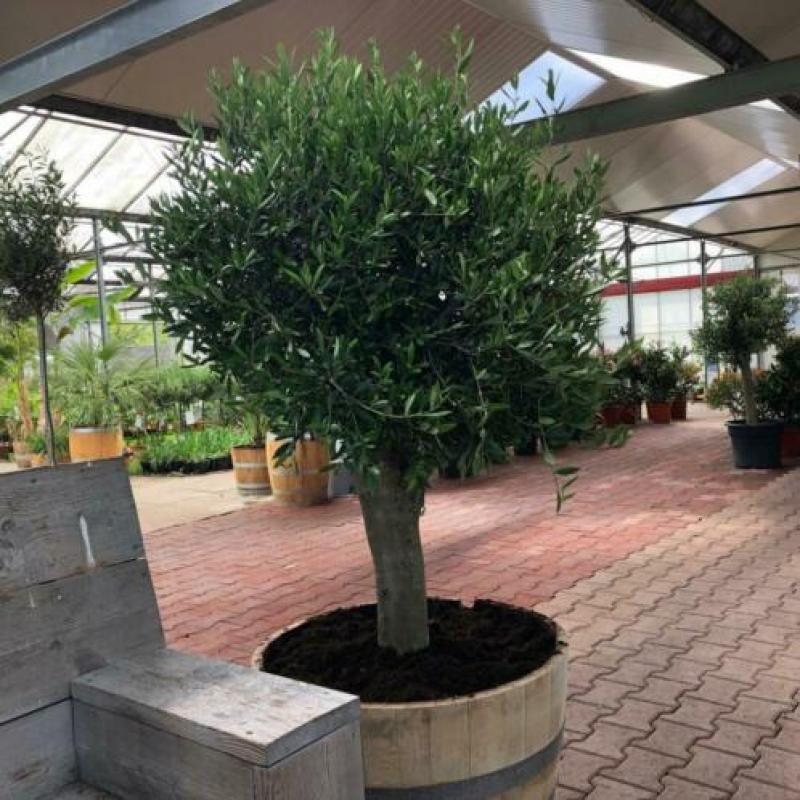 Olijfbomen, olijf, Olea europaea, uit voorraad geleverd