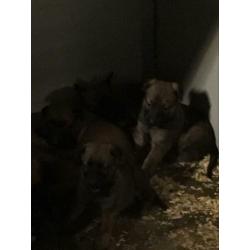 Mechelse herder pups