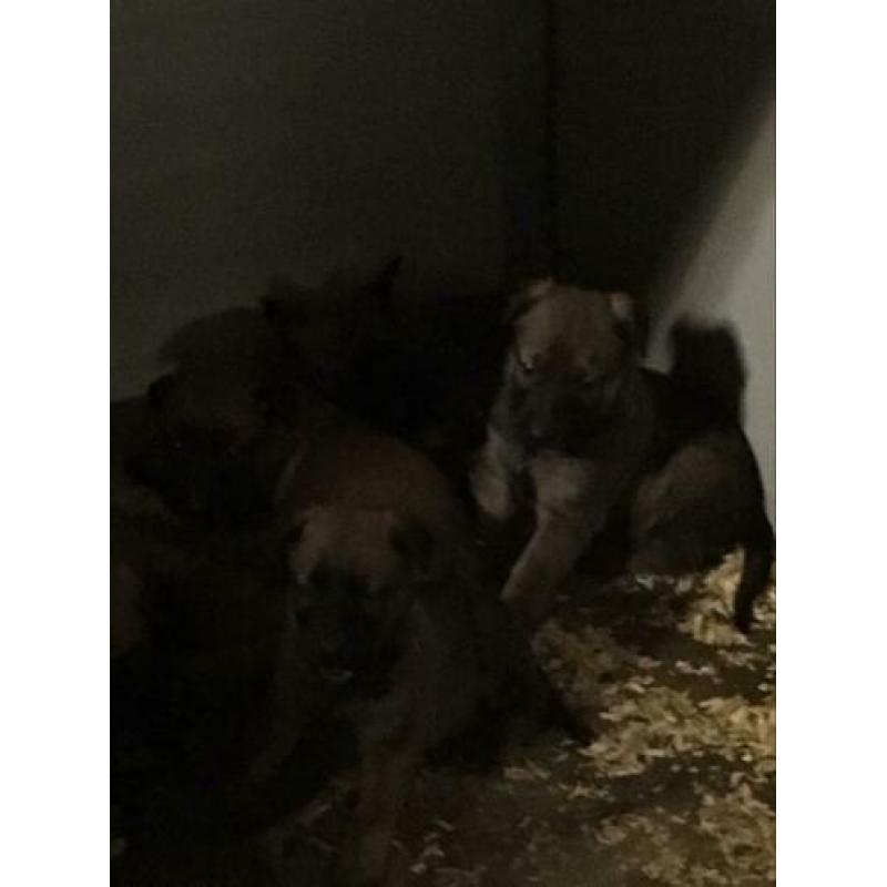 Mechelse herder pups