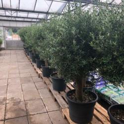Olijfbomen, olijf, Olea europaea, uit voorraad geleverd