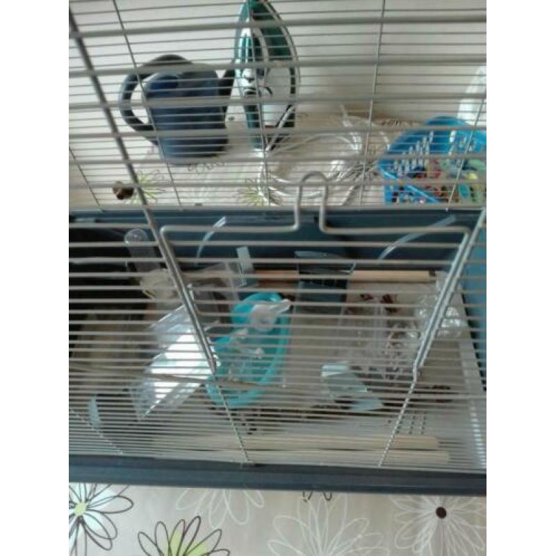 Vogelkooi met alles er bij