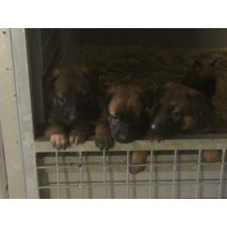 Mechelse herder pups