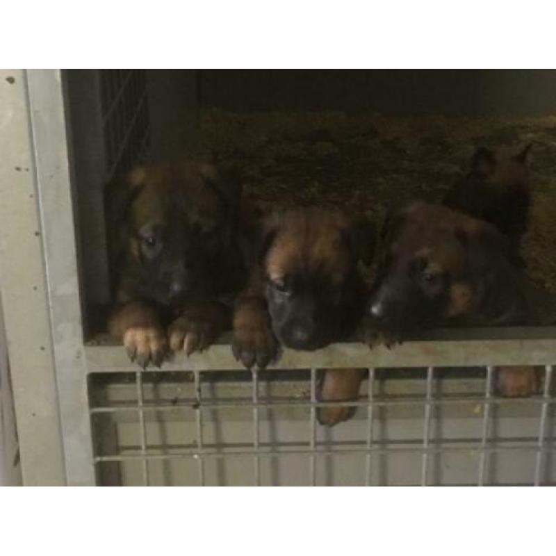 Mechelse herder pups