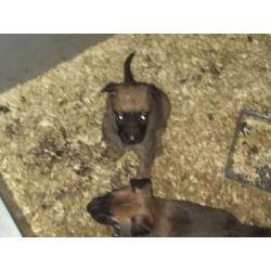 Mechelse herder pups